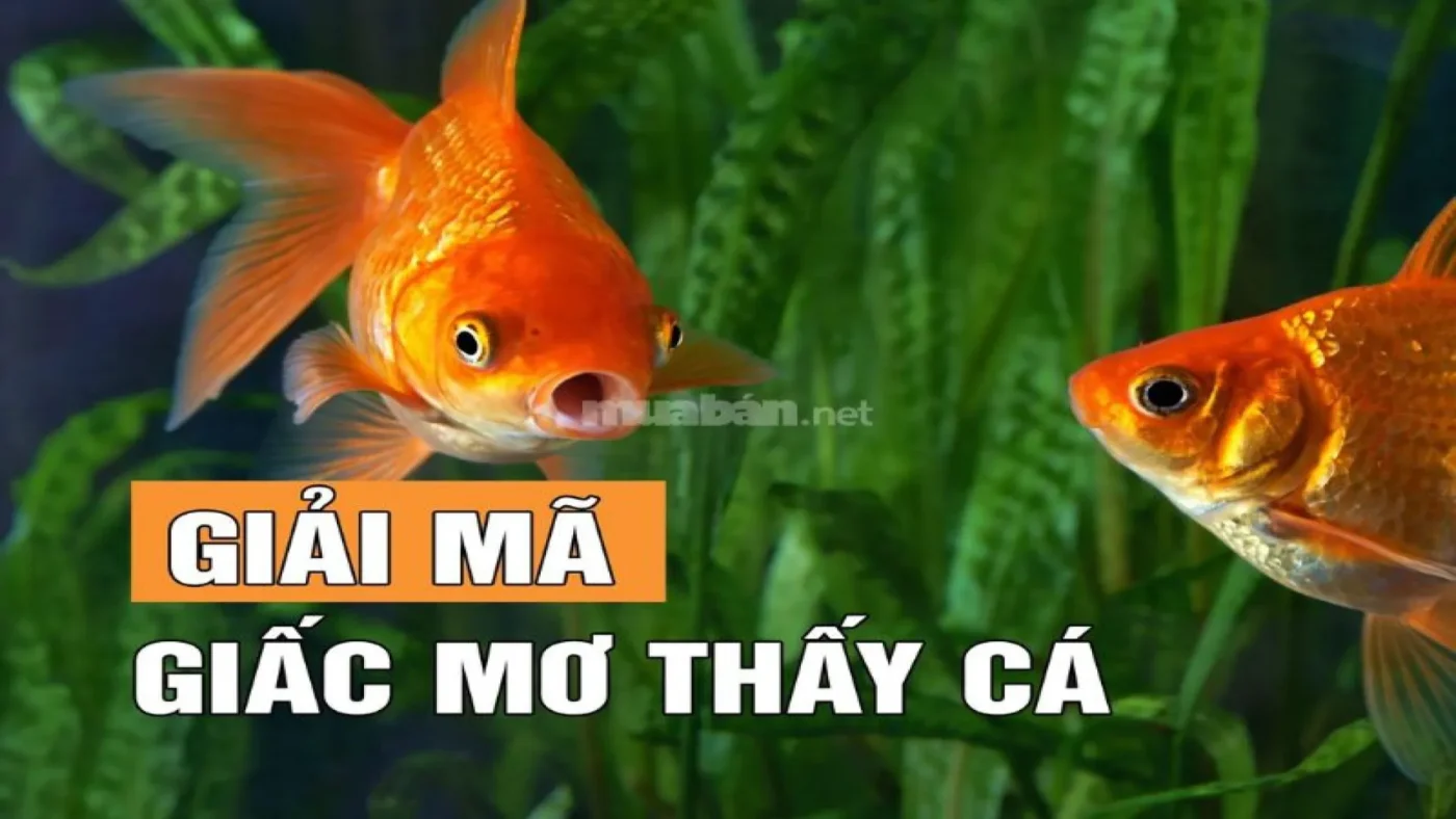 Mơ thấy cá